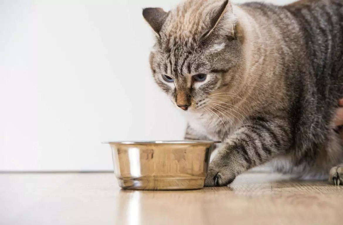 Neden kediler yiyecek gömmek do? Ellerindeki sonra neden kediler suyla misyon yanında yiyecek yanar? Neden kediler Her zaman böyle mi? 11949_8
