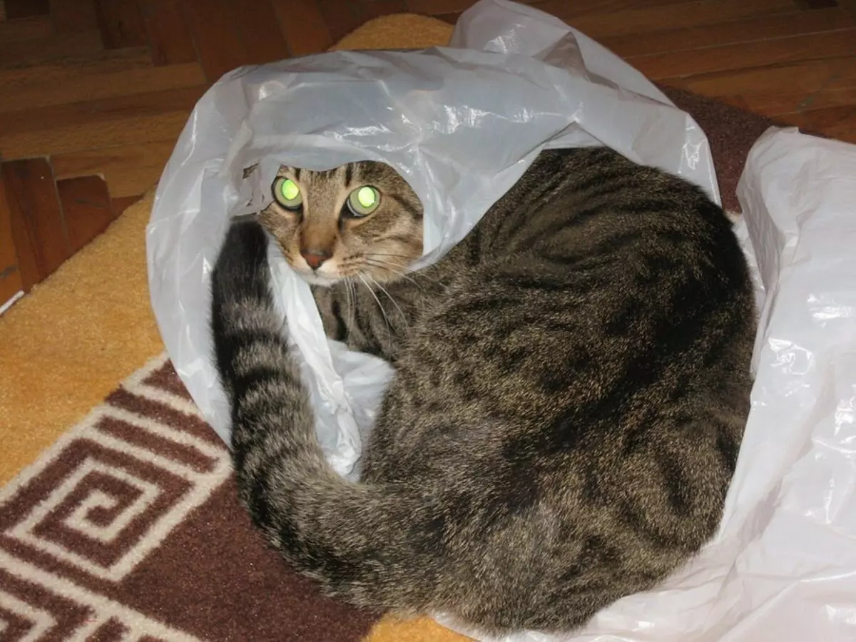 Кот шуршит пакетом