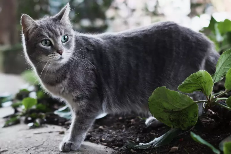 最热情的猫（56张照片）：儿童最具平静，手动品种的顶级。岩石猫被认为是世界上最深情和聪明的？ 11952_11