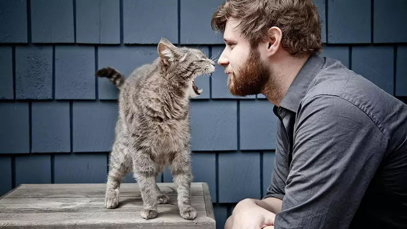 Baka kucing yang paling penyayang (56 gambar): bahagian atas baka yang paling baik, tenang dan manual untuk kanak-kanak. Apa kucing batu yang dianggap paling penyayang dan pintar di dunia? 11952_12