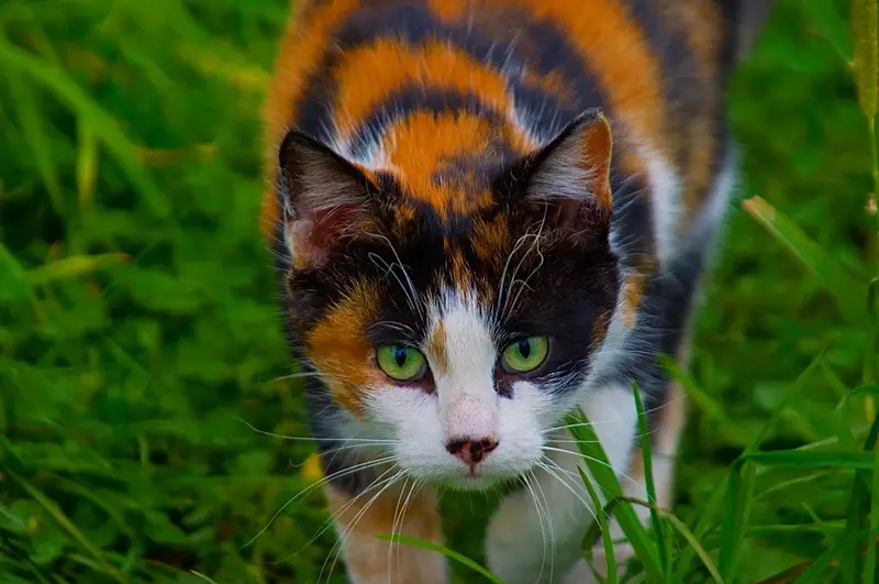 Kucing sing paling disenengi saka kucing (56 foto): sisih ndhuwur baka paling apik, tenang lan manual kanggo bocah-bocah. Kucing apa sing dianggep minangka sing paling disenengi lan pinter ing jagad iki? 11952_13