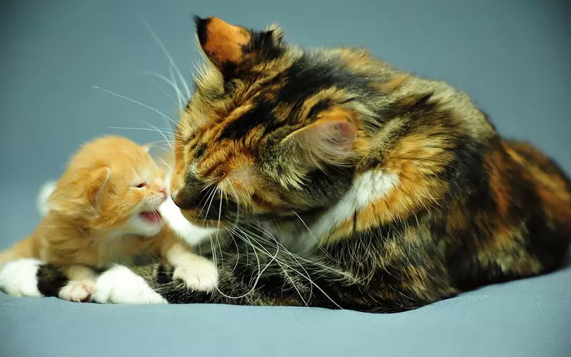猫の最も愛情深い品種（56枚の写真）：子供のための最も優しい、落ち着いたそして手動品種の上。どのロック猫が世界で最も愛情深くてスマートと考えられていますか？ 11952_14