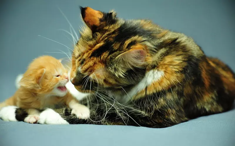 CAT'ların en şefkatli cinsleri (56 fotoğraf): Çocuklar için en nazik, sakin ve manuel ırkların tepesinde. Dünyadaki en şefkatli ve akıllı kaya kedileri olarak kabul edilir? 11952_14