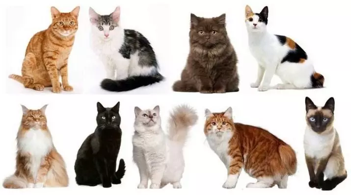 De mest kjærlige raser av katter (56 bilder): toppen av de mest hyggelige, rolige og manuelle raser for barn. Hvilke bergskatter anses som den mest kjærlige og smarte i verden? 11952_15