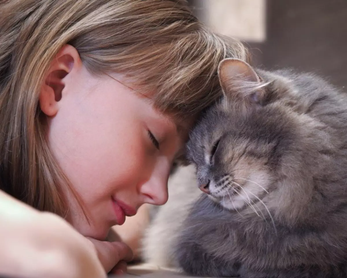 CAT'ların en şefkatli cinsleri (56 fotoğraf): Çocuklar için en nazik, sakin ve manuel ırkların tepesinde. Dünyadaki en şefkatli ve akıllı kaya kedileri olarak kabul edilir? 11952_16