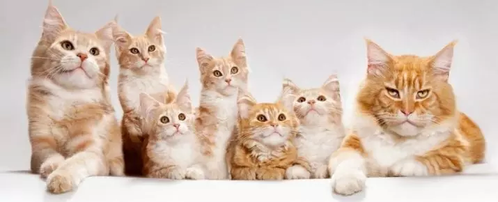 De mest kjærlige raser av katter (56 bilder): toppen av de mest hyggelige, rolige og manuelle raser for barn. Hvilke bergskatter anses som den mest kjærlige og smarte i verden? 11952_18
