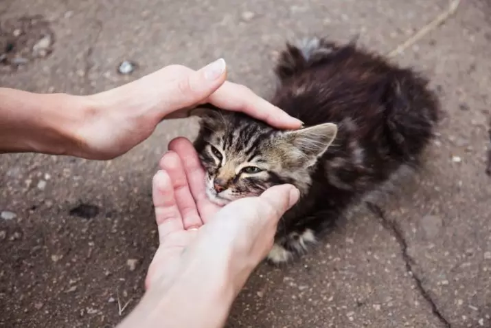 Ang pinaka-mapagmahal na breed ng pusa (56 mga larawan): Ang tuktok ng pinaka-uri, kalmado at manu-manong breed para sa mga bata. Anong mga bato ang itinuturing na pinaka-mapagmahal at matalino sa mundo? 11952_21