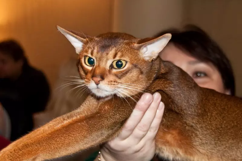 最热情的猫（56张照片）：儿童最具平静，手动品种的顶级。岩石猫被认为是世界上最深情和聪明的？ 11952_23