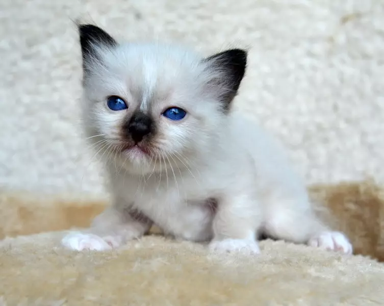 CAT'ların en şefkatli cinsleri (56 fotoğraf): Çocuklar için en nazik, sakin ve manuel ırkların tepesinde. Dünyadaki en şefkatli ve akıllı kaya kedileri olarak kabul edilir? 11952_25