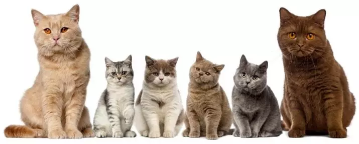 Најсреќните раси на мачки (56 фотографии): врвот на најпознатите, мирни и рачни раси за деца. Кои карпи мачки се сметаат за најприродни и паметни во светот? 11952_26