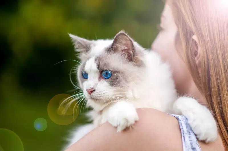 CAT'ların en şefkatli cinsleri (56 fotoğraf): Çocuklar için en nazik, sakin ve manuel ırkların tepesinde. Dünyadaki en şefkatli ve akıllı kaya kedileri olarak kabul edilir? 11952_36