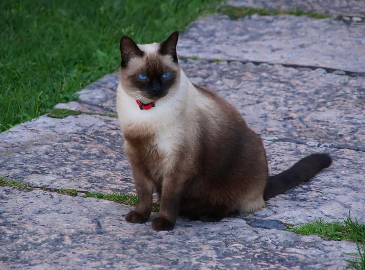 Ang pinaka-mapagmahal na breed ng pusa (56 mga larawan): Ang tuktok ng pinaka-uri, kalmado at manu-manong breed para sa mga bata. Anong mga bato ang itinuturing na pinaka-mapagmahal at matalino sa mundo? 11952_38