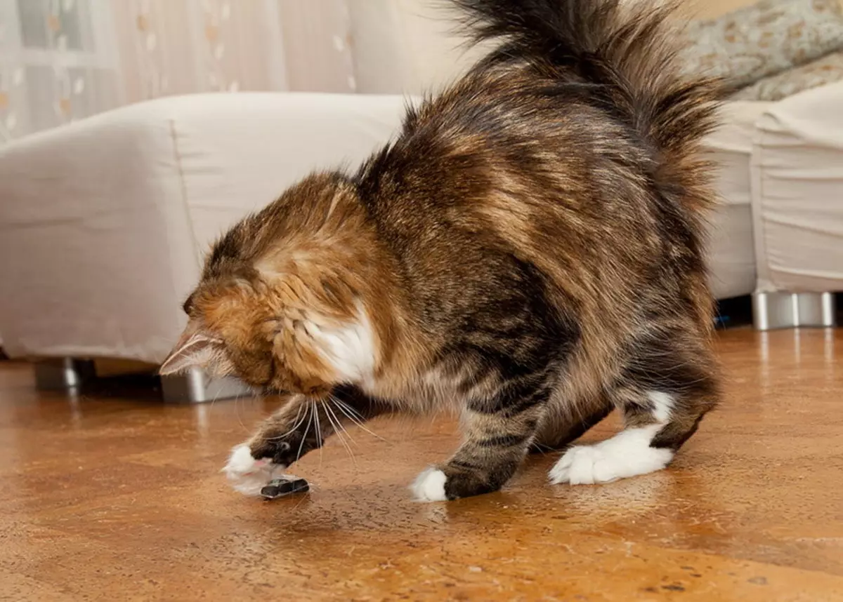 Baka kucing yang paling penyayang (56 gambar): bahagian atas baka yang paling baik, tenang dan manual untuk kanak-kanak. Apa kucing batu yang dianggap paling penyayang dan pintar di dunia? 11952_45