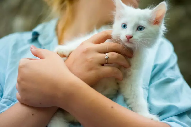 最热情的猫（56张照片）：儿童最具平静，手动品种的顶级。岩石猫被认为是世界上最深情和聪明的？ 11952_53