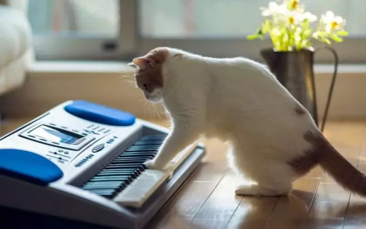 Ang labing labi ka mabinationg lahi sa mga iring (56 nga mga litrato): ang tumoy sa labing kaayo, kalmado ug manual nga lahi alang sa mga bata. Unsang mga pusa sa bato ang gikonsiderar nga labing mabinationg ug maalam sa kalibutan? 11952_7