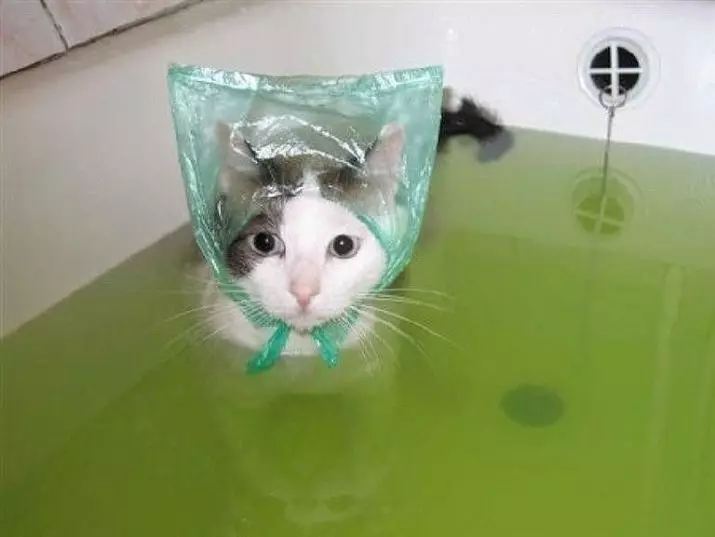Miért félnek a macskák a víztől? Hogyan taníthatunk egy macskát a vízhez? Milyen macskák nem félnek a víztől? 11955_10