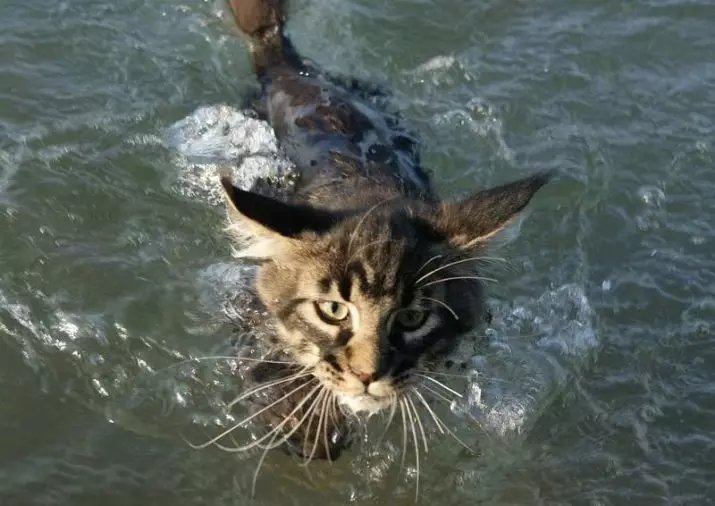 Bakit matakot ng tubig ay mga cats? Paano magturo sa isang cat sa tubig? Anong uri ng cats ay hindi takot sa tubig? 11955_12