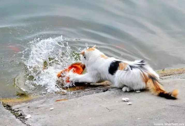 Miért félnek a macskák a víztől? Hogyan taníthatunk egy macskát a vízhez? Milyen macskák nem félnek a víztől? 11955_13