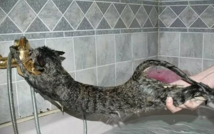 Miért félnek a macskák a víztől? Hogyan taníthatunk egy macskát a vízhez? Milyen macskák nem félnek a víztől? 11955_2