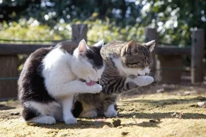 Bakit matakot ng tubig ay mga cats? Paano magturo sa isang cat sa tubig? Anong uri ng cats ay hindi takot sa tubig? 11955_5