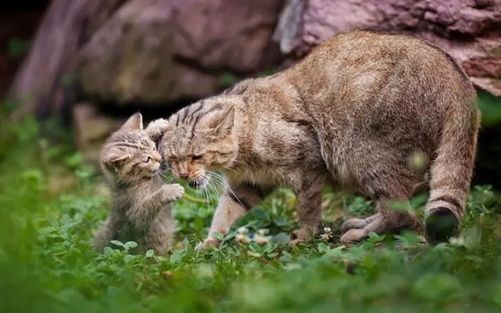 Bakit matakot ng tubig ay mga cats? Paano magturo sa isang cat sa tubig? Anong uri ng cats ay hindi takot sa tubig? 11955_7