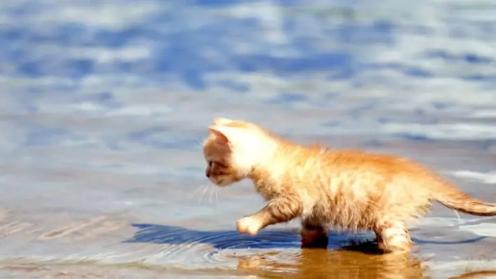 Miért félnek a macskák a víztől? Hogyan taníthatunk egy macskát a vízhez? Milyen macskák nem félnek a víztől? 11955_8