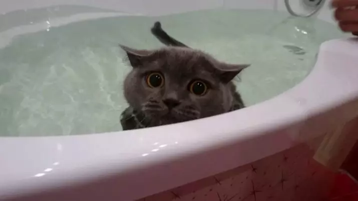 Miért félnek a macskák a víztől? Hogyan taníthatunk egy macskát a vízhez? Milyen macskák nem félnek a víztől? 11955_9