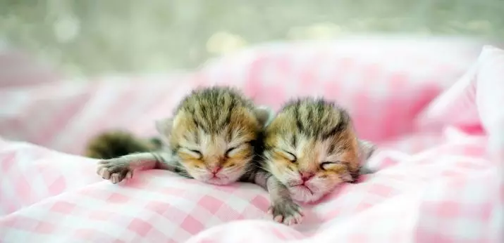 Mennyi macska alszik? Mennyi ideig tart a felnőtt macska az életért? Mennyi ideig alszol egy kiscicák napján 1-9 hónap? Milyen idő lesz az otthoni macskán télen? 11956_11
