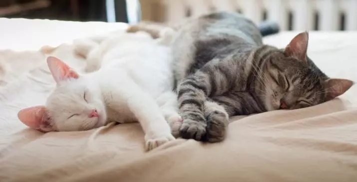 Mennyi macska alszik? Mennyi ideig tart a felnőtt macska az életért? Mennyi ideig alszol egy kiscicák napján 1-9 hónap? Milyen idő lesz az otthoni macskán télen? 11956_12