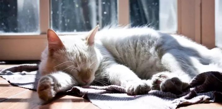 Mennyi macska alszik? Mennyi ideig tart a felnőtt macska az életért? Mennyi ideig alszol egy kiscicák napján 1-9 hónap? Milyen idő lesz az otthoni macskán télen? 11956_13