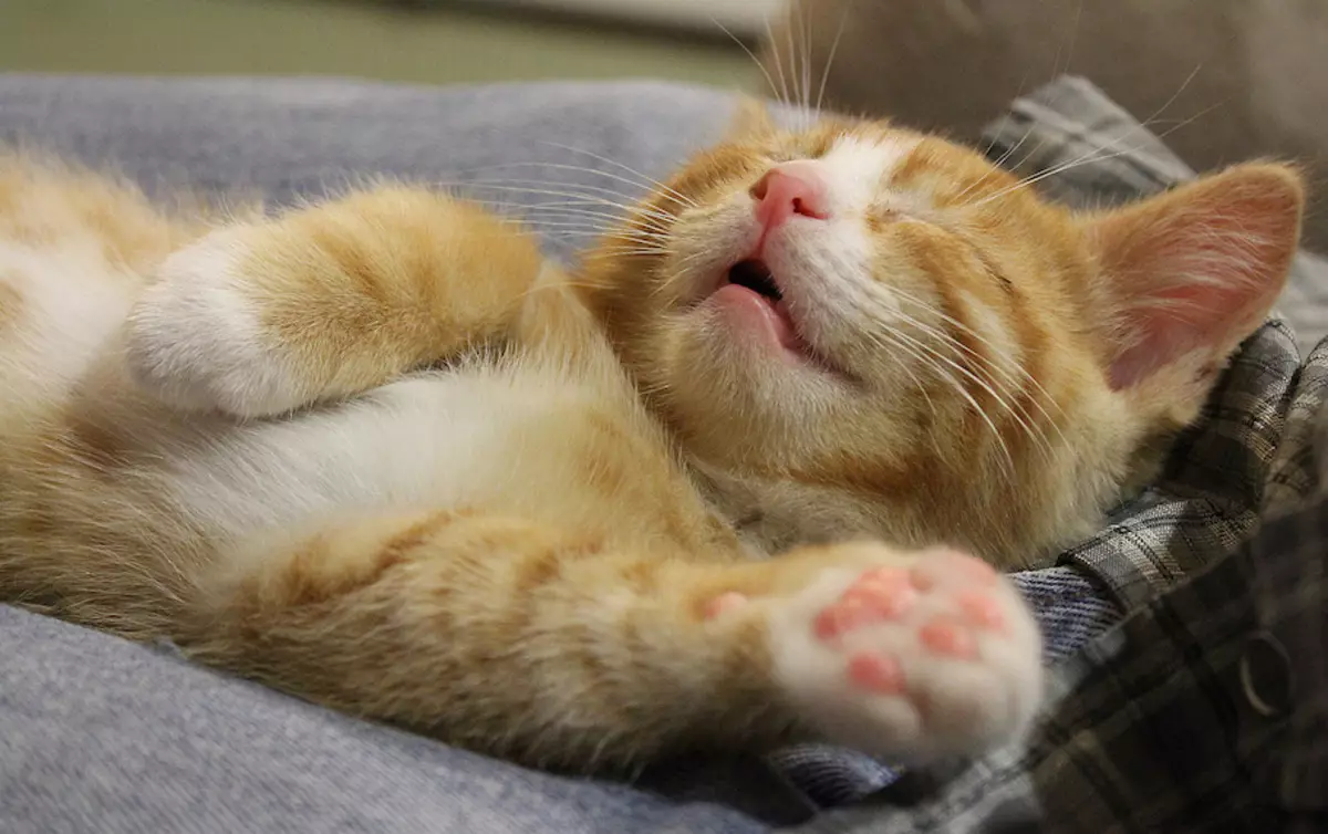 Mennyi macska alszik? Mennyi ideig tart a felnőtt macska az életért? Mennyi ideig alszol egy kiscicák napján 1-9 hónap? Milyen idő lesz az otthoni macskán télen? 11956_14