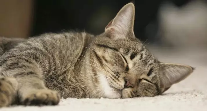 Скільки сплять кішки? Скільки часу спить дорослий кіт за все життя? Як довго сплять на добу кошенята віком від 1 до 9 місяців? Скільки часу йде на сон у домашнього кота взимку? 11956_2