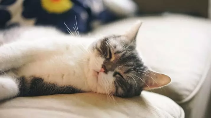 Mennyi macska alszik? Mennyi ideig tart a felnőtt macska az életért? Mennyi ideig alszol egy kiscicák napján 1-9 hónap? Milyen idő lesz az otthoni macskán télen? 11956_9