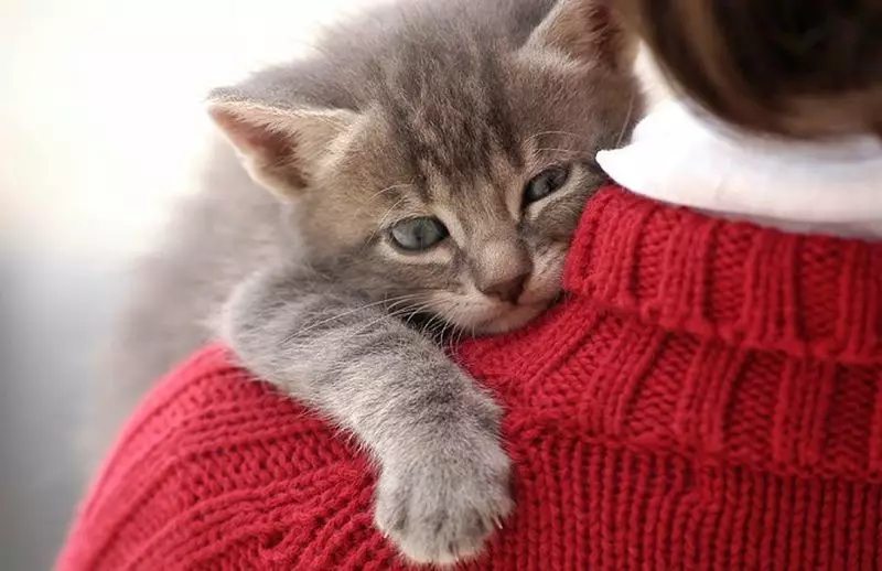 कैसे एक बिल्ली स्नेही बनाने के लिए? एक बिल्ली का बच्चा कैसे tame? एक बिल्ली शांत और मैनुअल बनाने के तरीके। एक बिल्ली को दयालु और आज्ञाकारी बनाने के लिए कैसे सिखाया जाए? 11957_11
