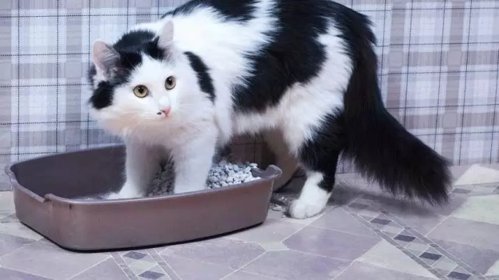 如何教一只小猫去托盘？快速教学方式上厕所的小猫。可能的困难 11958_21