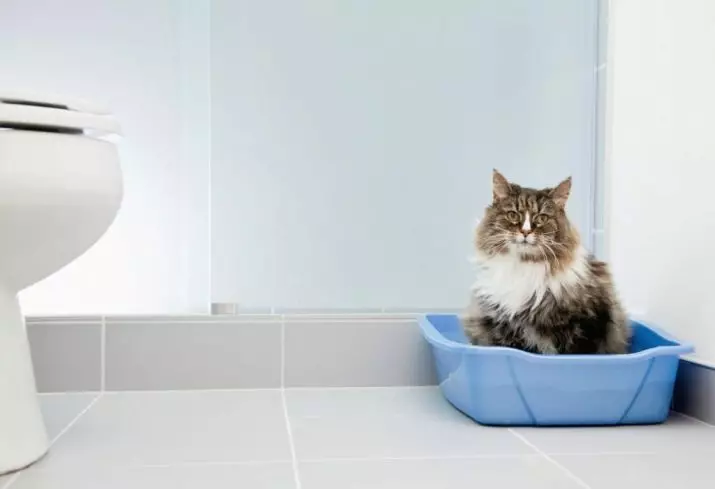 Kako učiti odrasle mačke na pladenj? Kako hitro lahko naučite mačke, da gredo na stranišče v stanovanju na novem mestu? Izločanje ulične mačke 11959_12