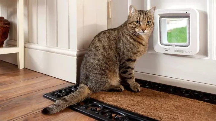 Bagaimana cara mengajar kucing dewasa ke baki? Seberapa cepat Anda dapat mengajar kucing untuk pergi ke toilet di apartemen di tempat baru? Eliminasi Kucing Jalanan 11959_2