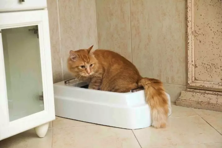 Hogyan taníthatunk egy felnőtt macskát a tálcába? Milyen gyorsan tud tanítani egy macskát, hogy menjen a WC-be a lakásban egy új helyen? Az utcai macska megszüntetése 11959_8