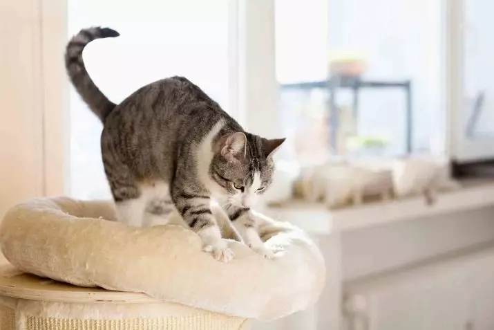 Муур яагаад АНУ-ын хөлийг чичирдэг вэ? Таны муурны урд эсвэл арын хөл дээр муурнууд уу? Эзэд юу хийх вэ? 11960_10