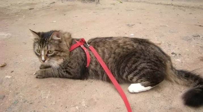 Πώς να φορέσετε μια γάτα σε μια γάτα; 21 Φωτογραφία βήμα προς βήμα οδηγίες που φορούν γιλέκα cat pllekie και άλλα είδη έλκηθρα 11961_2