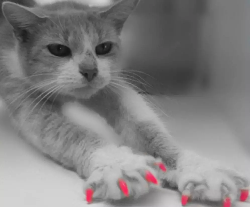 Anticrafts për macet (40 foto): Udhëzime për aplikimin e kthetrat. A janë kapakët për kthetrat? Sa i kanë mjaft? Si të zgjidhni madhësinë e duhur? 11962_34