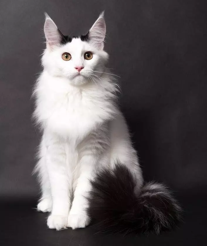 White Maine Coon (31 fotos): Características do gatito e gato adulto con ollos azuis. Variacións Color. 11965_10