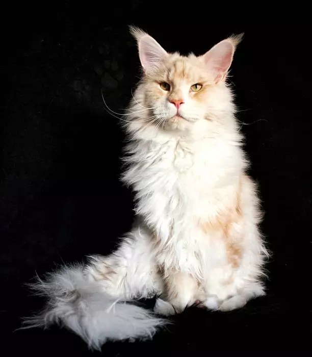 White Maine Coon (31 fotografii): Caracteristicile pisicilor și pisicii adulte cu ochi albaștri. Variații Culoare 11965_11