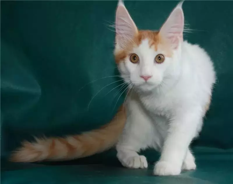 White Maine Coon (31 şəkil): Kitten və böyüklər pişiyinin mavi gözləri olan xüsusiyyətləri. Dəyişikliklər rəngi 11965_13