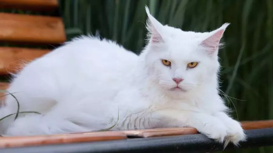 White Maine Coon (31 사진) : 청색 눈을 가진 새끼 고양이와 성인 고양이의 특징. 변형 색상 11965_19