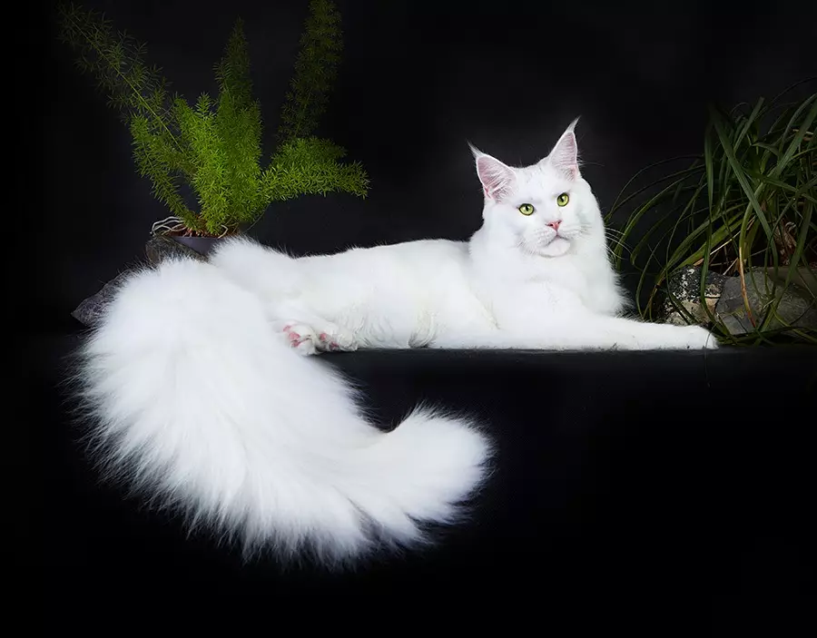 White Maine Coon (31 fotos): Características do gatito e gato adulto con ollos azuis. Variacións Color. 11965_2