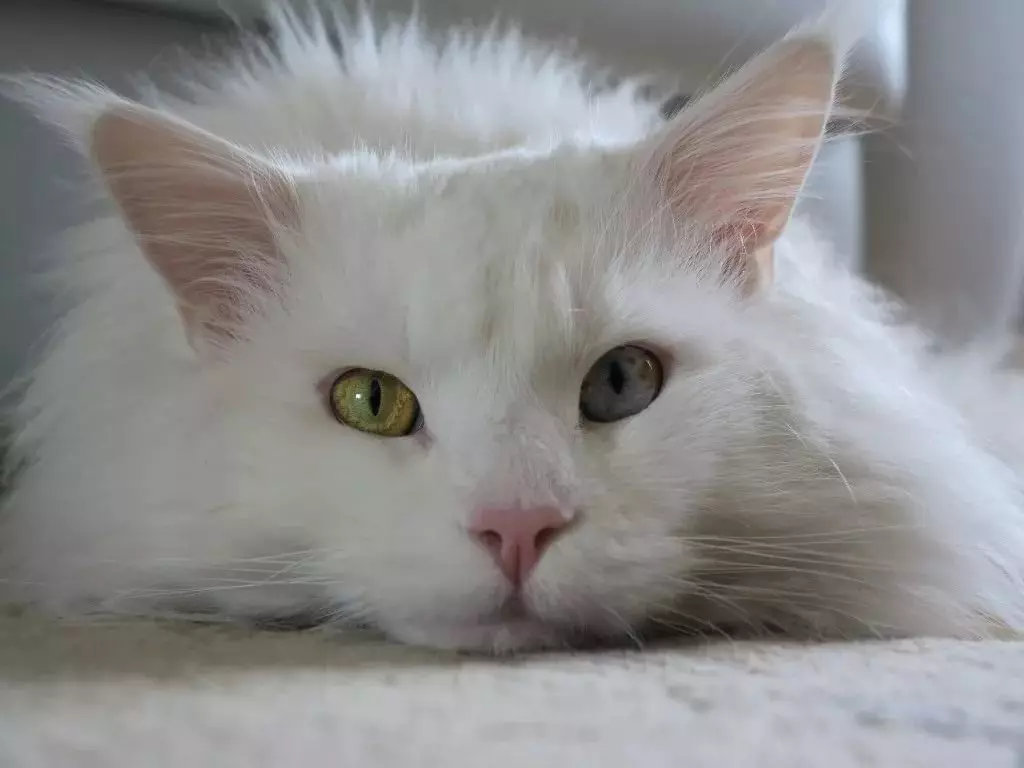 الأبيض مين الراكون (31 صور): ملامح من القط والقط الكبار مع العيون الزرقاء. الاختلافات اللون 11965_20