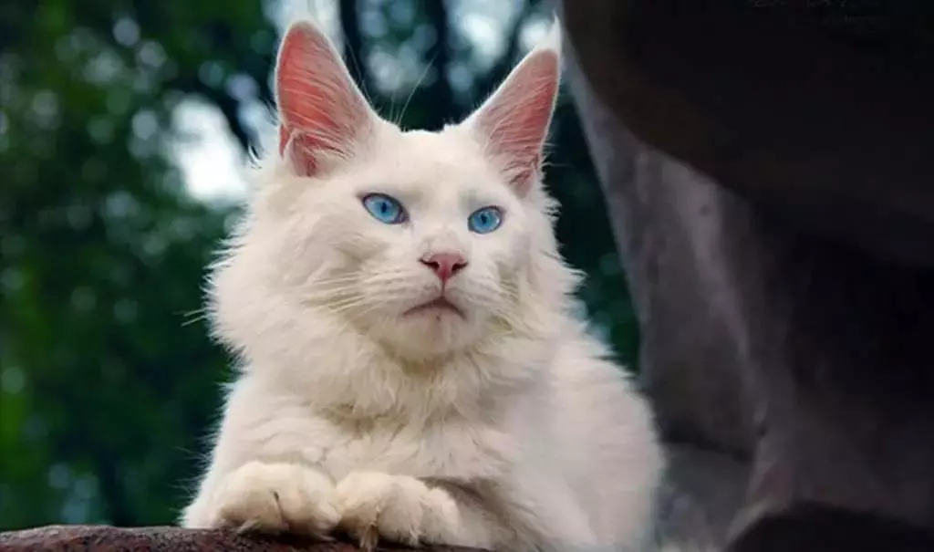 白色緬因浣熊（31張照片）：小貓和成人貓的特點與藍眼睛。變形顏色 11965_21