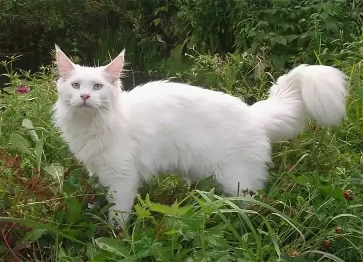 White Maine Coon (31 Fotoğraf): Mavi gözlü yavru kedi ve yetişkin kedinin özellikleri. Varyasyonlar rengi 11965_24