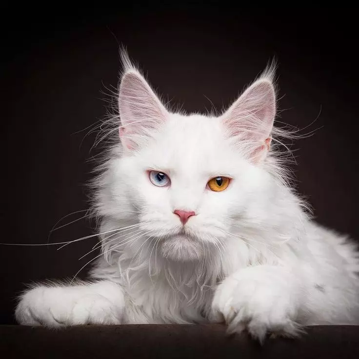 White Maine Coon (31 şəkil): Kitten və böyüklər pişiyinin mavi gözləri olan xüsusiyyətləri. Dəyişikliklər rəngi 11965_3